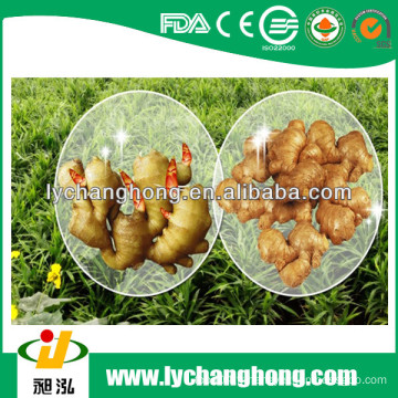 2014 nouvelle source Linyi origine gingembre racine pour l&#39;exportation